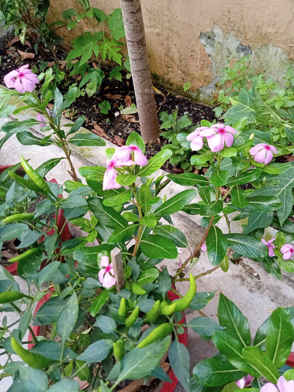 Periwinkle coexist with green chillies