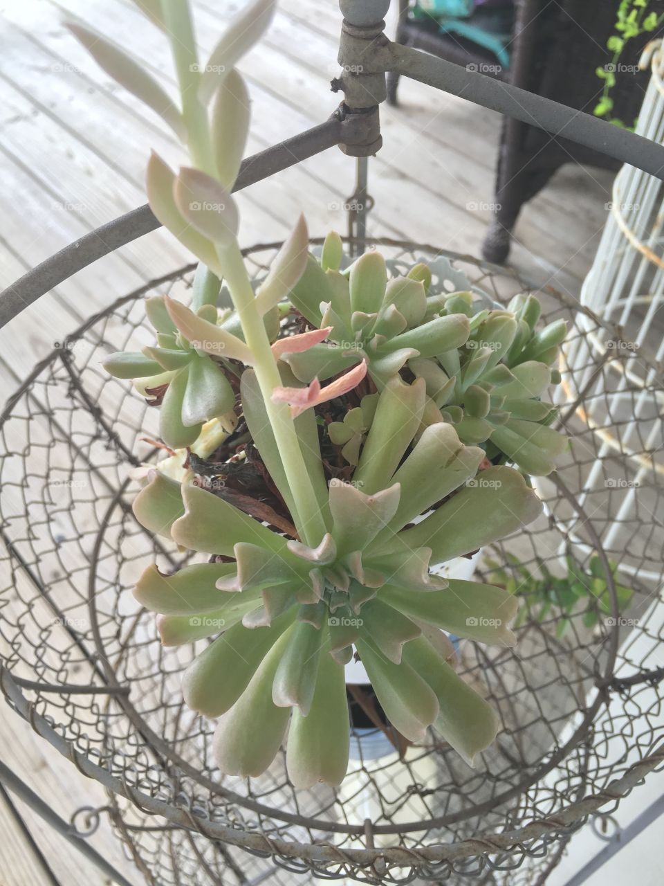 Succulent in a wire basket