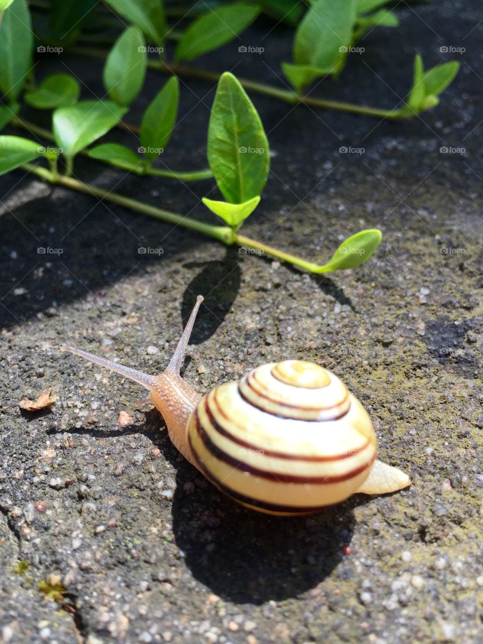High angle view of snail near plant