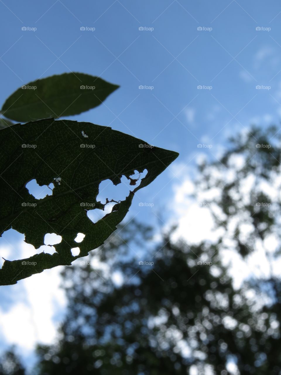 A leaf with holes