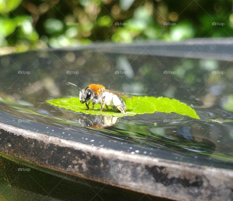 bee imme biene water wasser blatt grün surfen surfing gerettet ausruhen warten sitzen nature natur Insekt Insect little klein