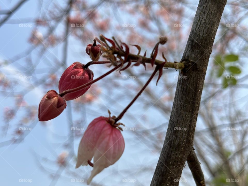 Battle : Winter vs. Spring 