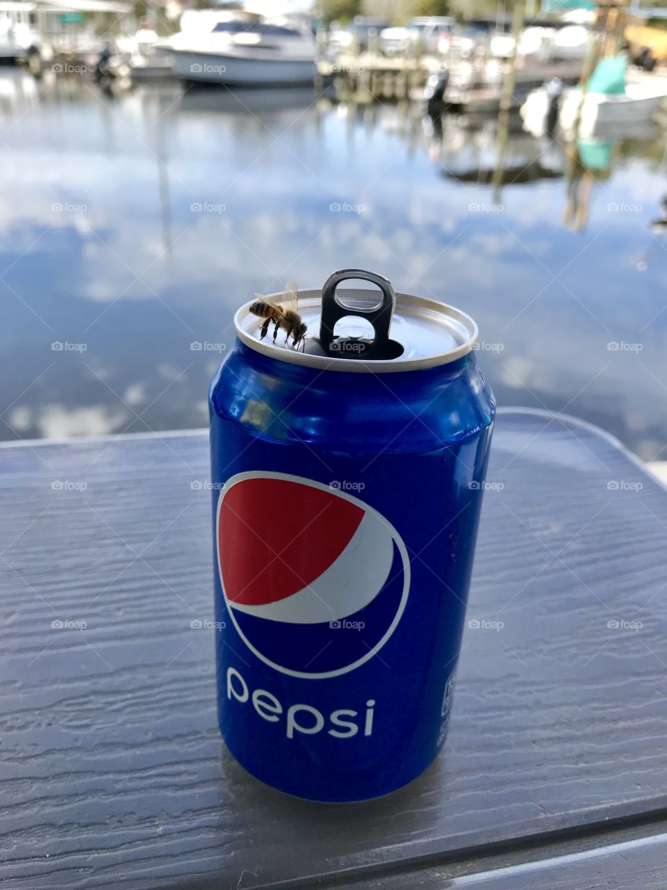 Honey Bee checking out my soft drink while I ate lunch and a dock