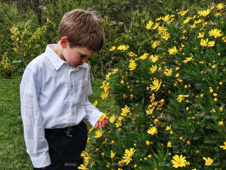 Young Boy Picking Flowers. Little Boy In The Garden
