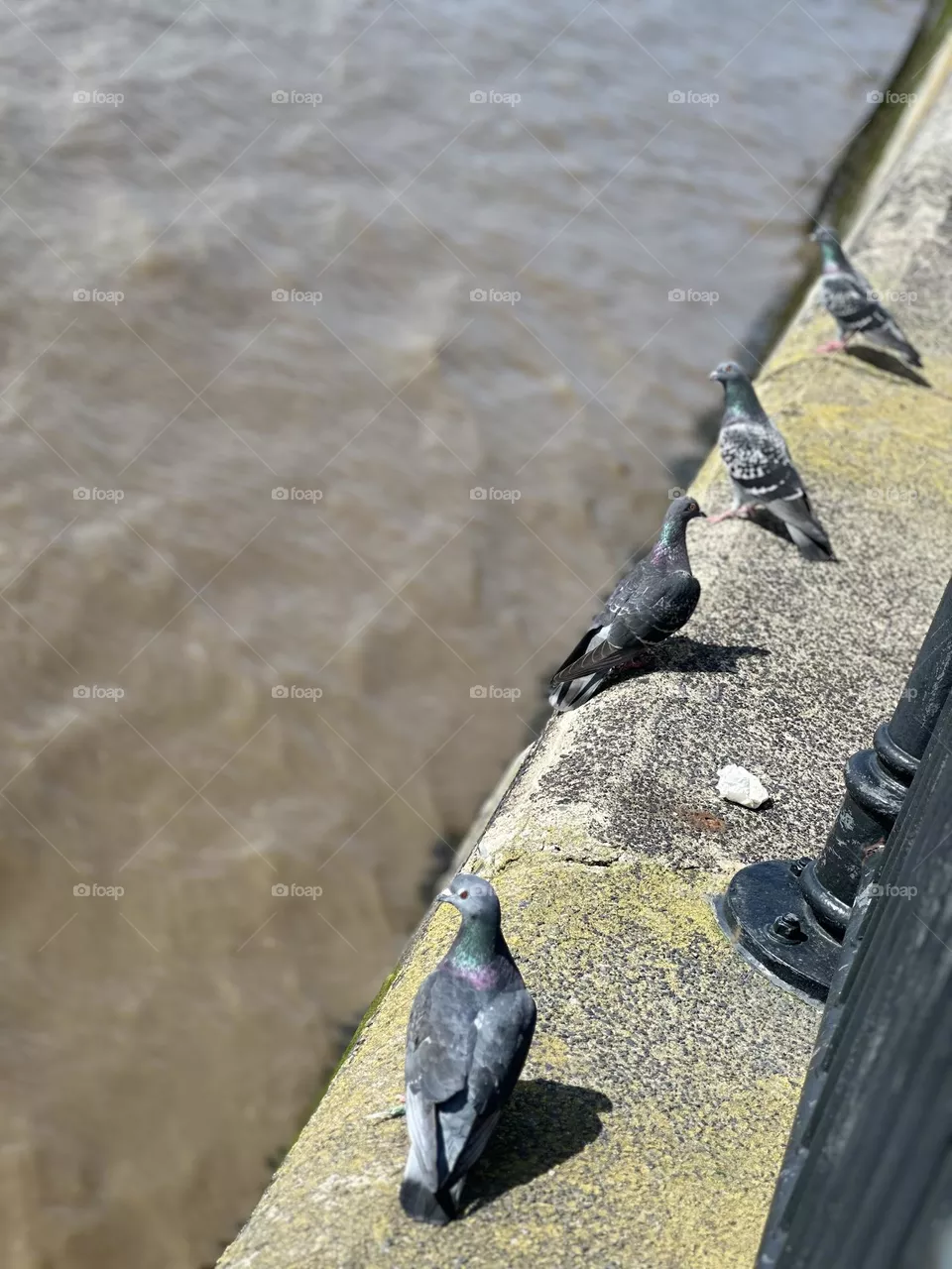 Birds