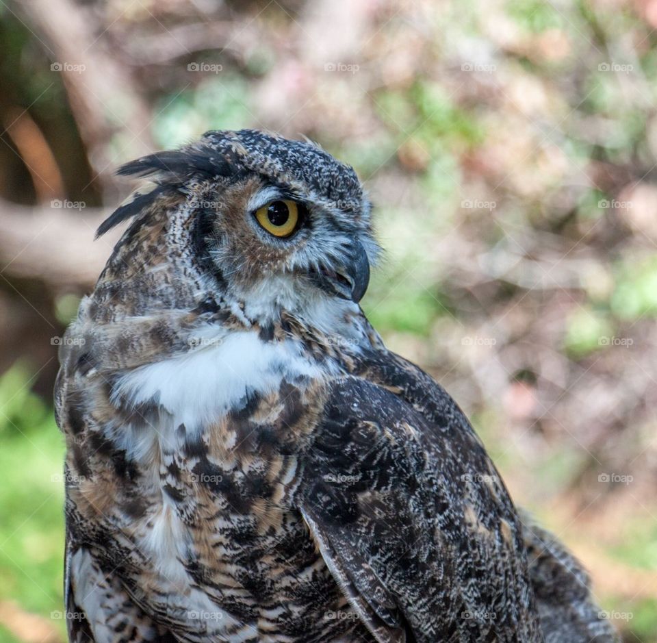 Close-up of great horned owl