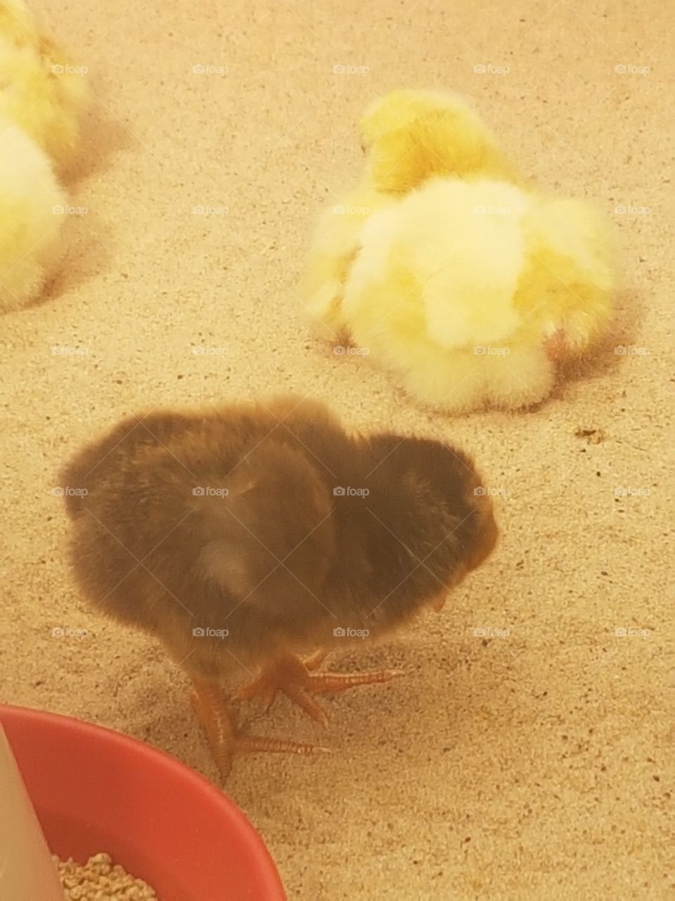 We are like fluff of balls. What do u mean says one chick!! Look in the mirror Chicky!!