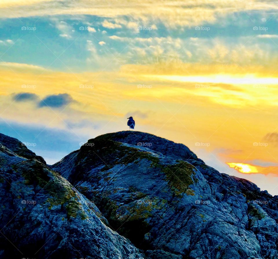 Seagull on rock looking at the sunset 