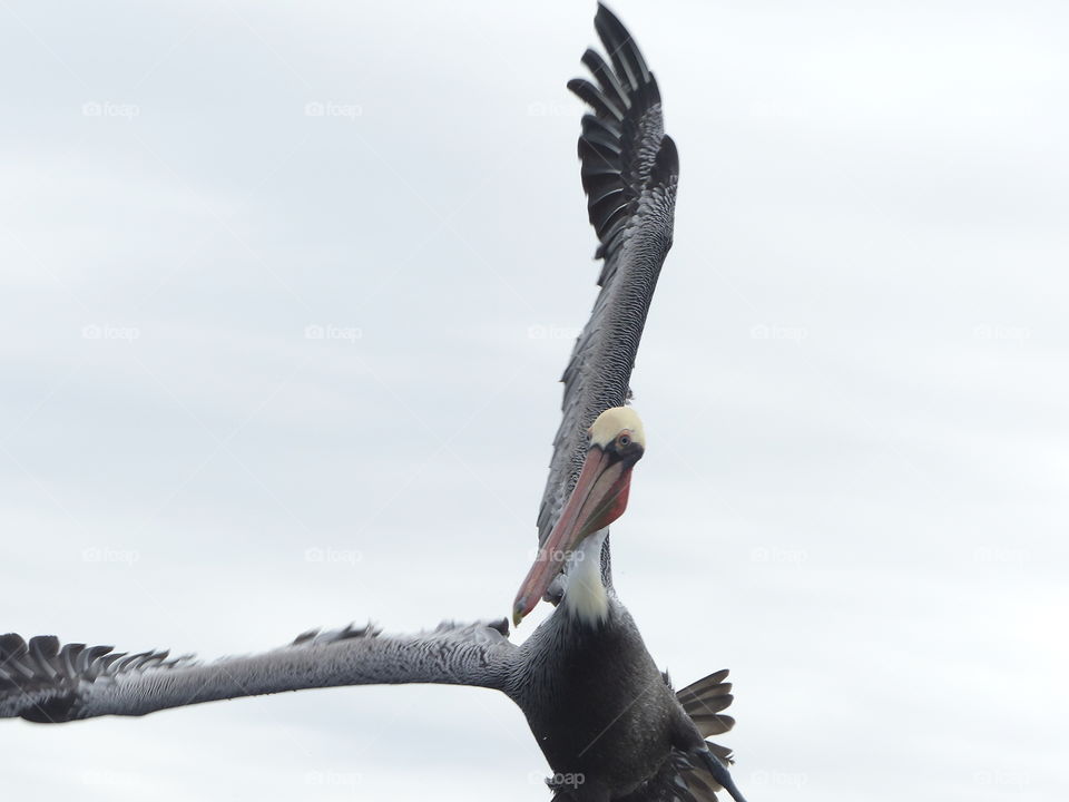 Pelican in flight