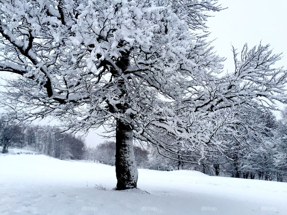 Frozen trees in winter