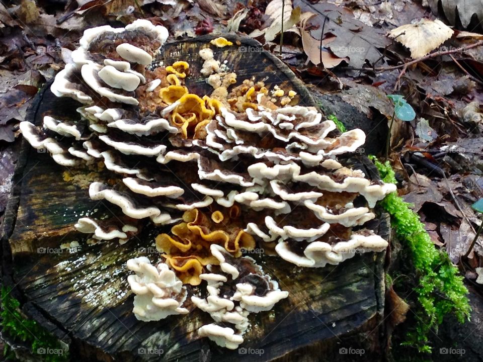 As a fairy tale,magic mushrooms