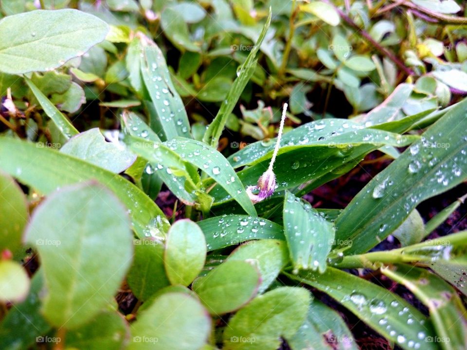 grassy dew 