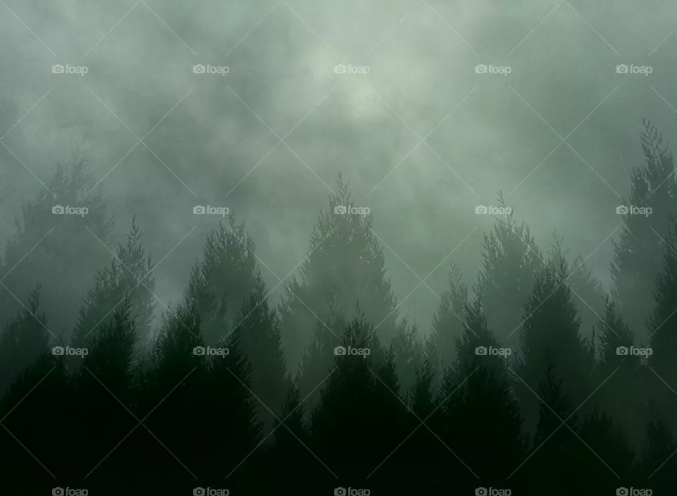 Magical forest