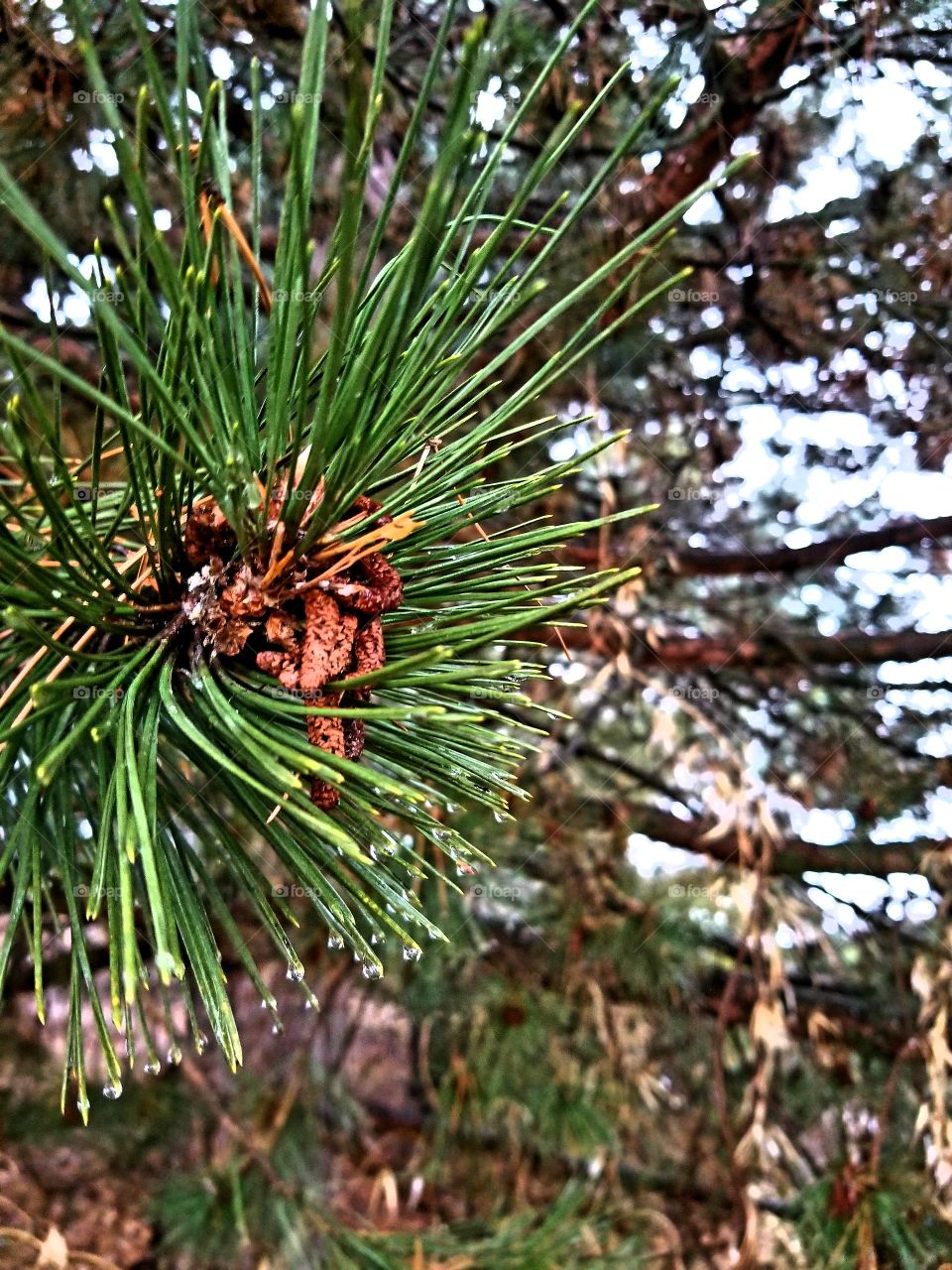 Baby Pinecones on a wet day!☆