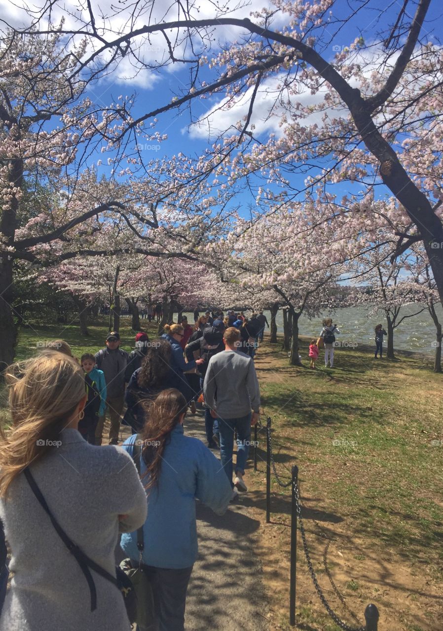 Cherry Blossom Festival 