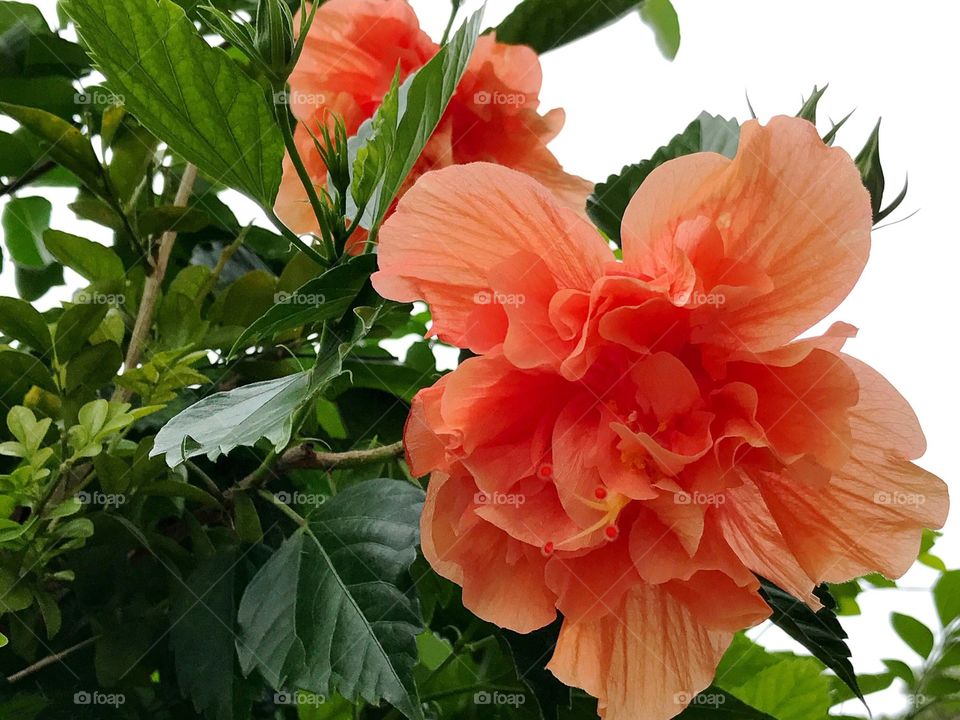Orange hibiscus