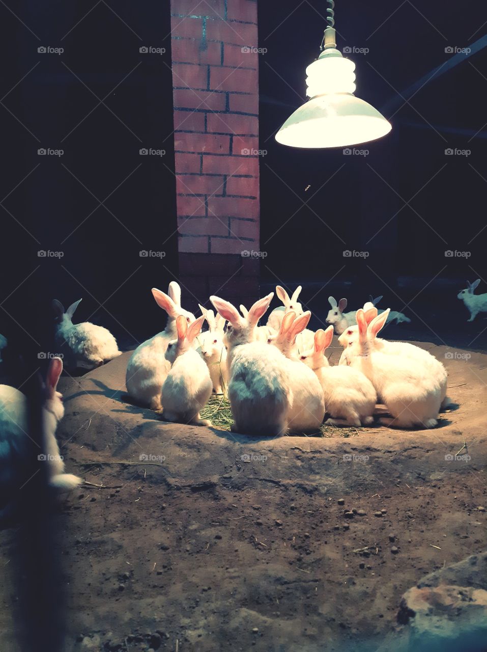 rabbits  in night farm house