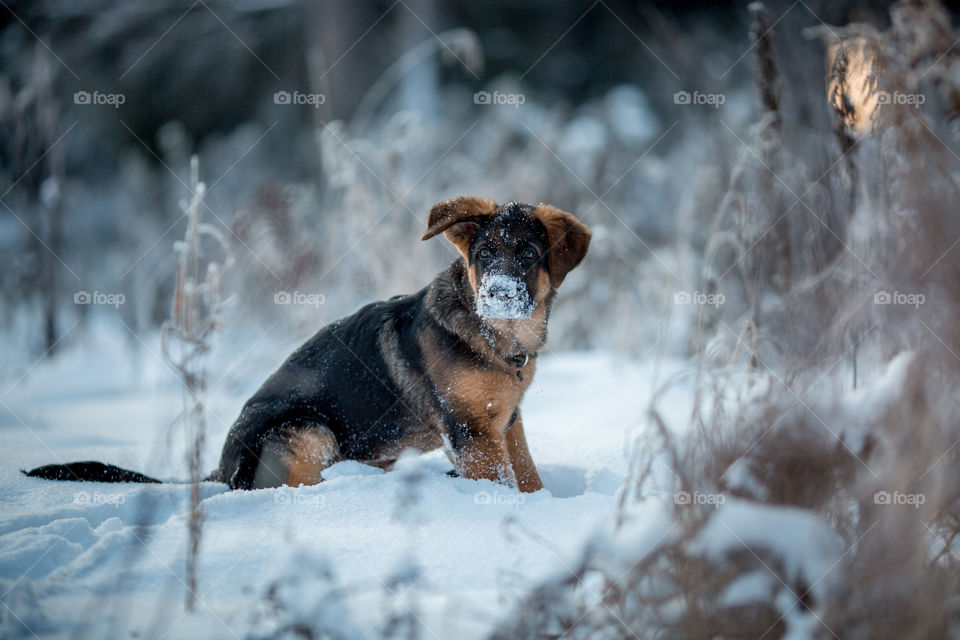 German shepherd portrait in a winter park 