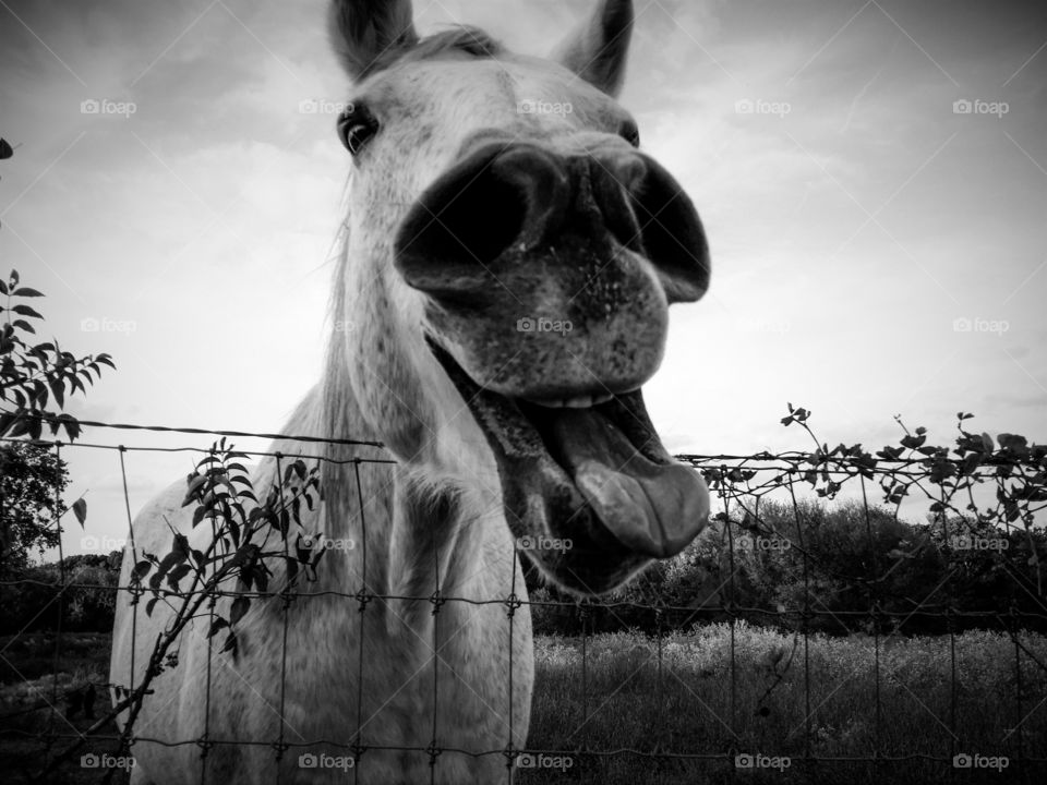 Funny Grey Horse