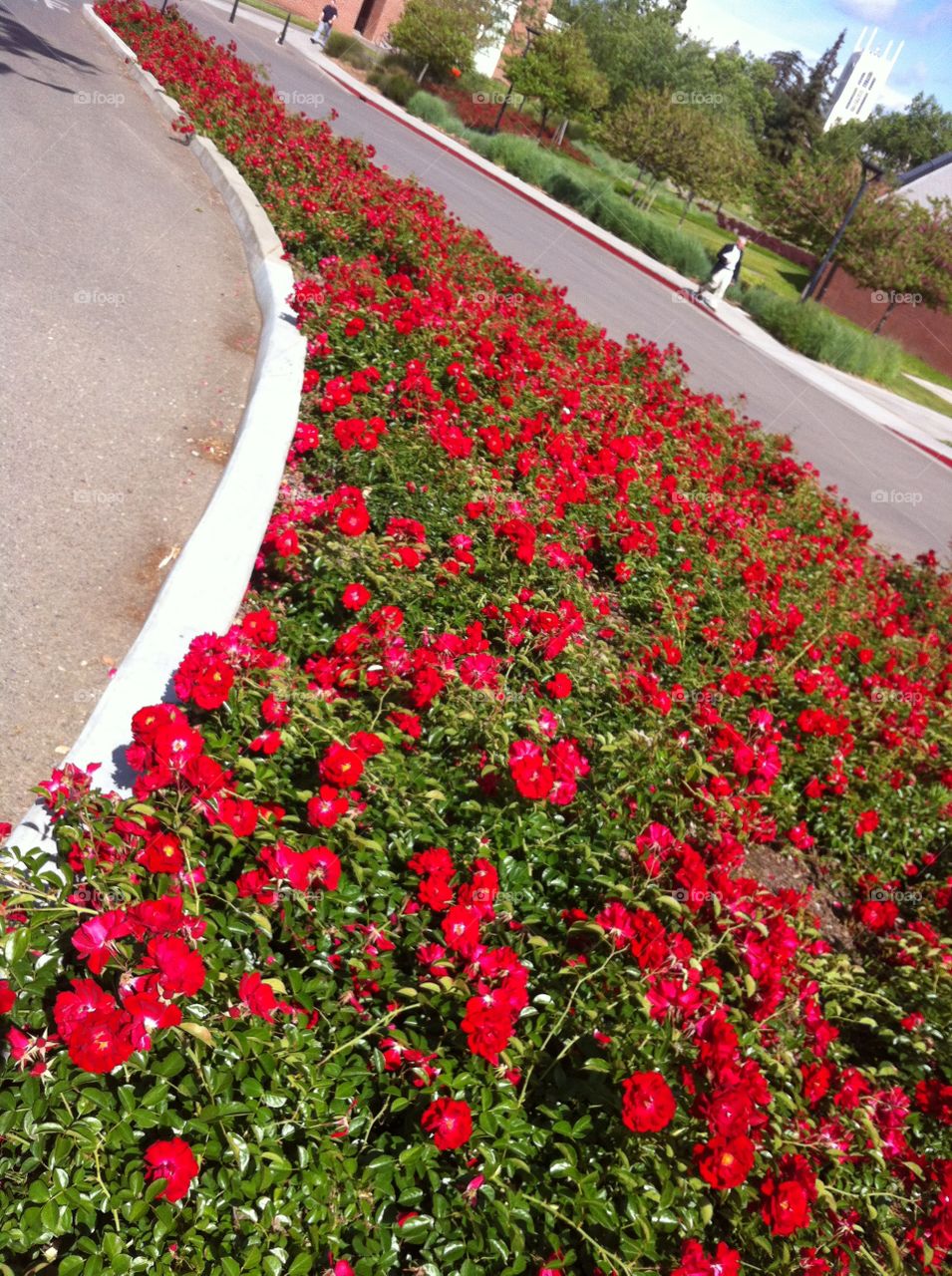 Roses in spring. Rose garden in Stockton university of the pacific near the river