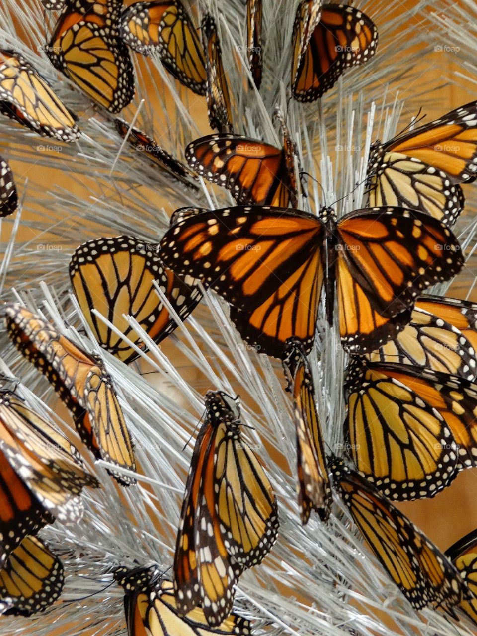 Monarch Butterflies
