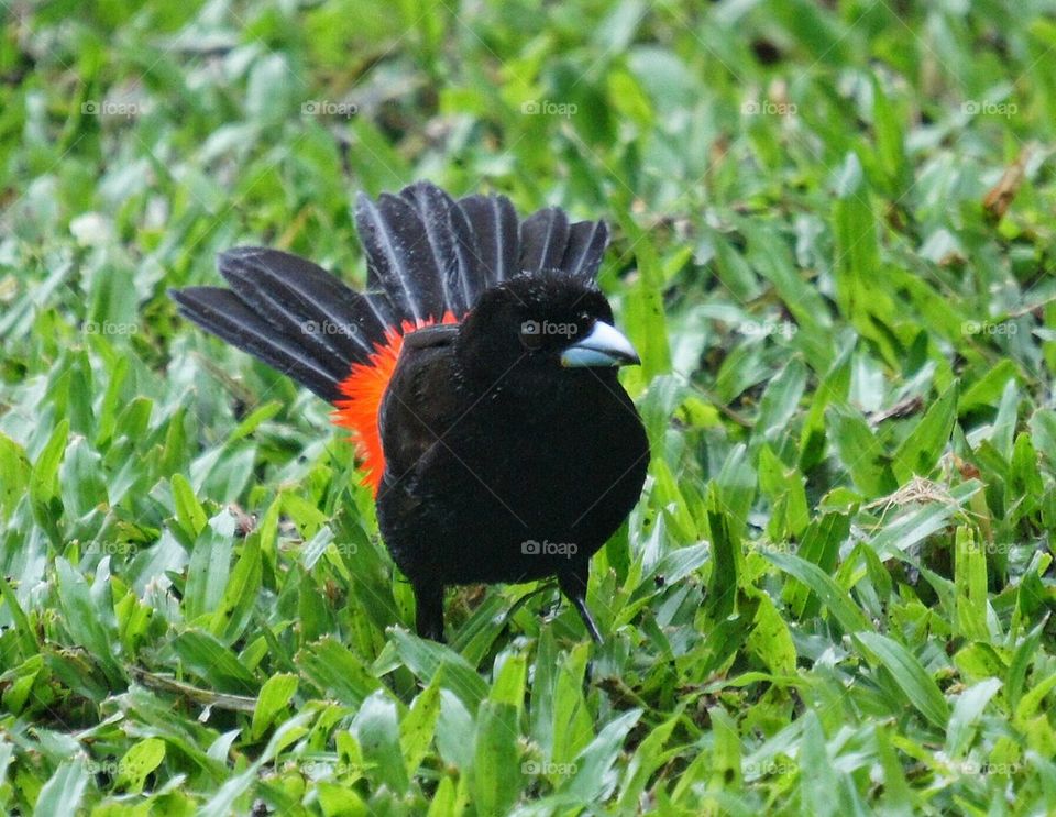 Bird close up