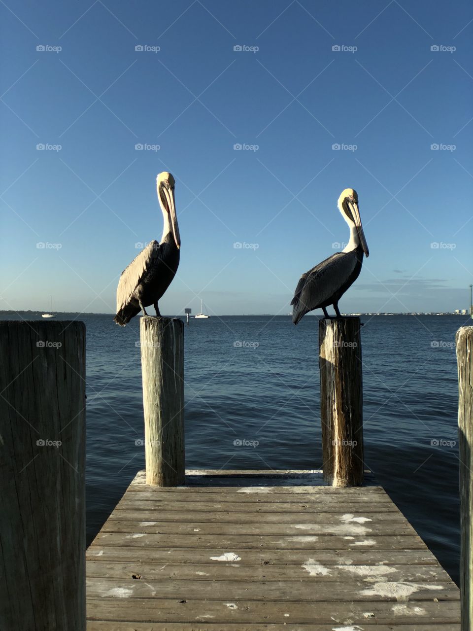 Birds on a dock 
