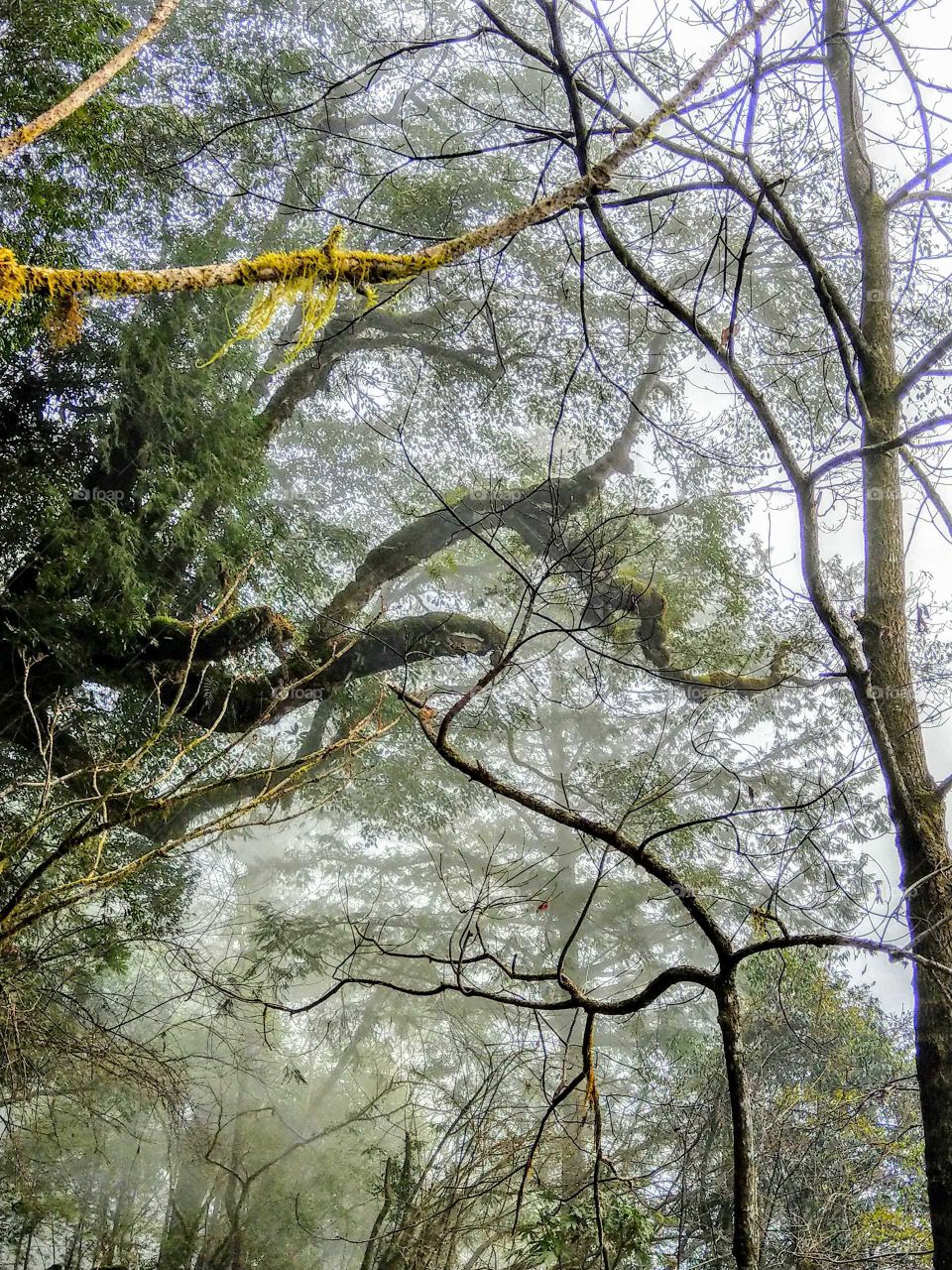 There are many scenes in forest. that is the branches' slender beauty plus the beautiful usnea, foggy hazy mood.