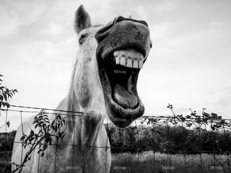 Horse Laughing in Black & White