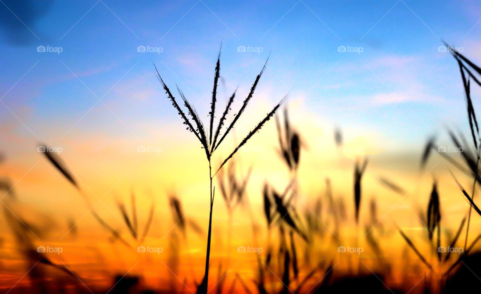 Silhouette of plant against dramatic sky