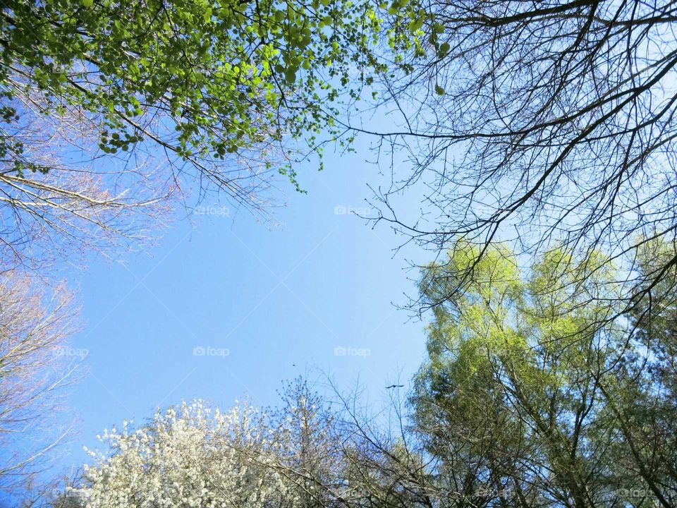 Low angle view of trees