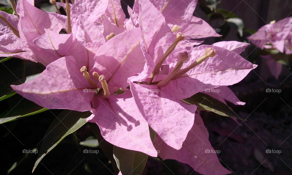 pink flower