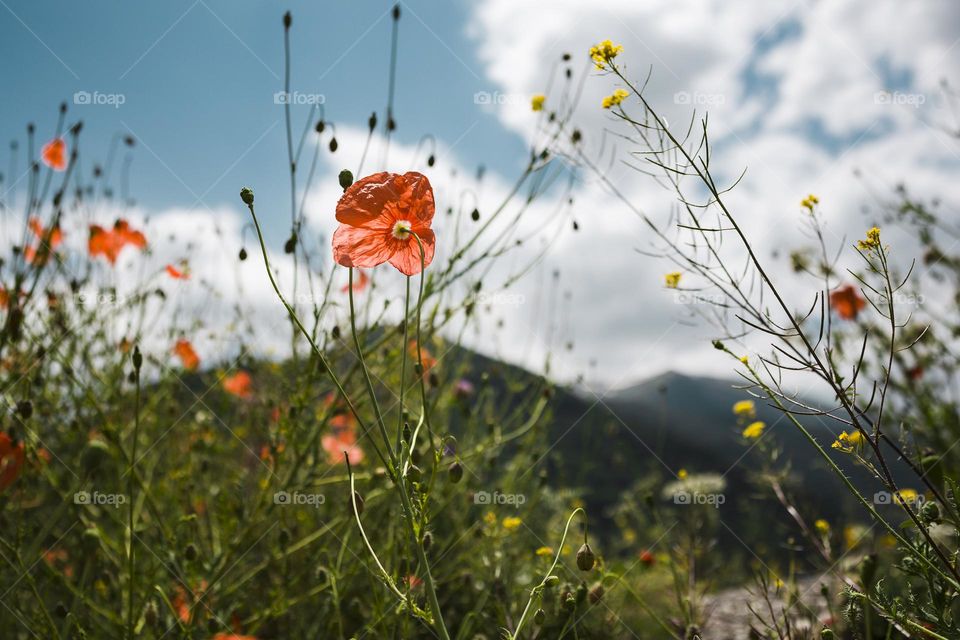 Red poppies against mountain landscape background