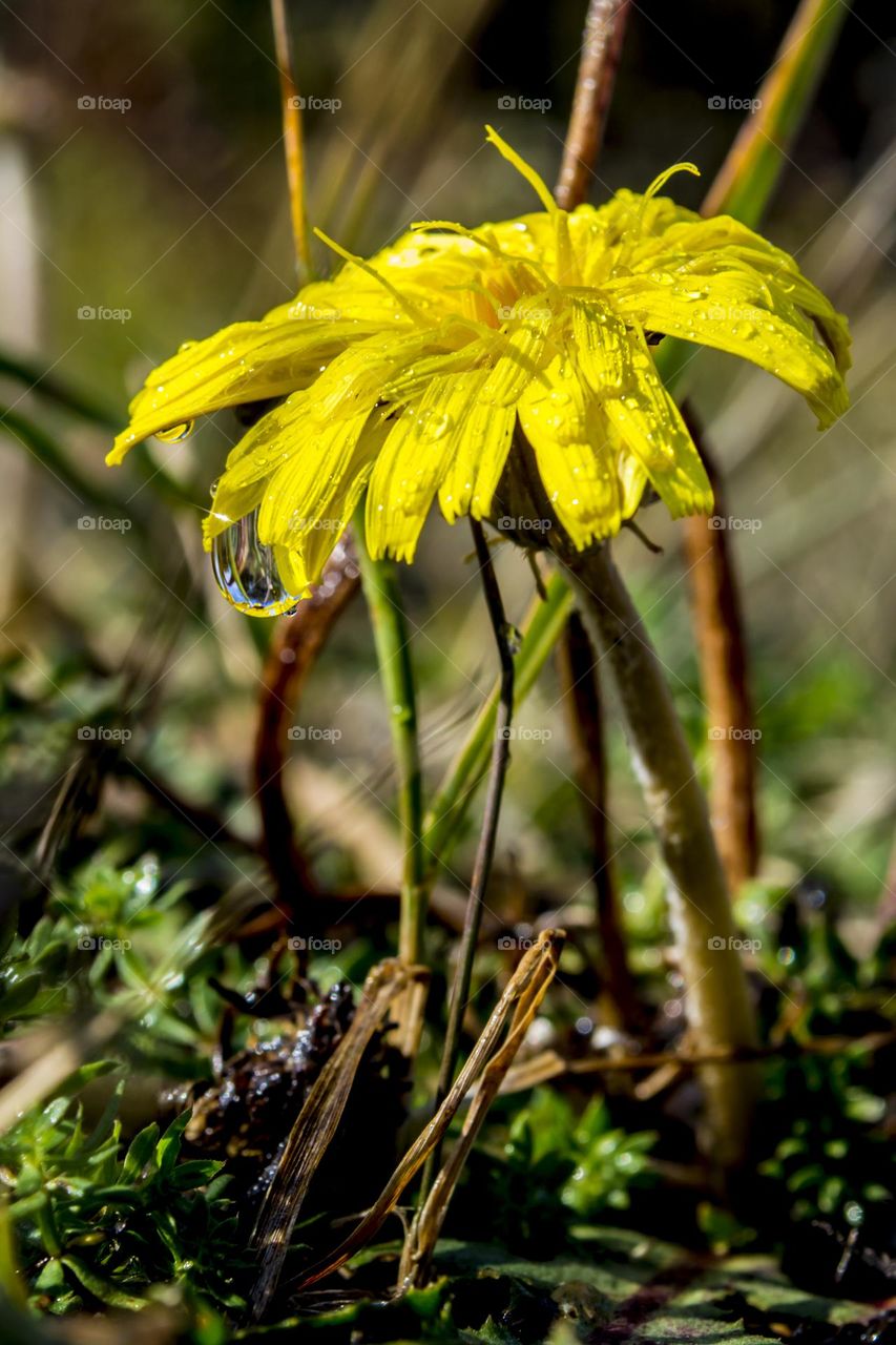 Dandelion and drop