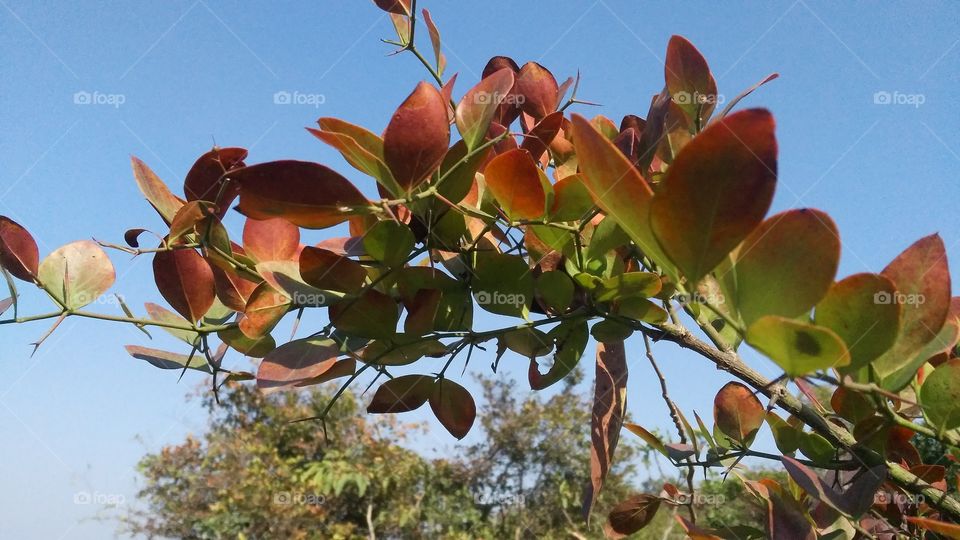 The red and green colors plant located in the middle of the Forest.