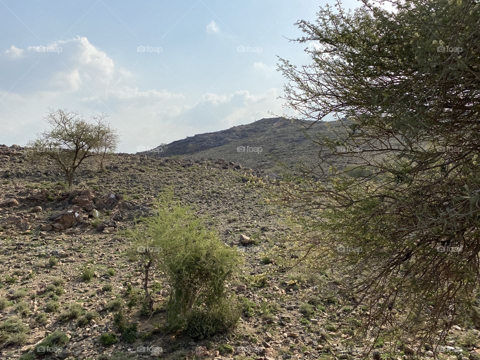 Taif mountains ⛰ rocks ,desert , amazing herbal 
