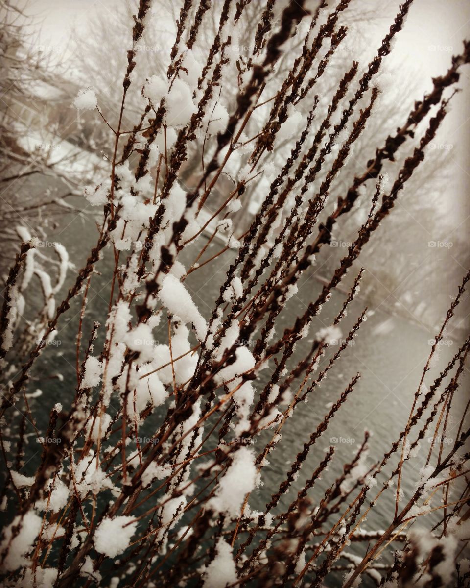 beyond the snowy reeds