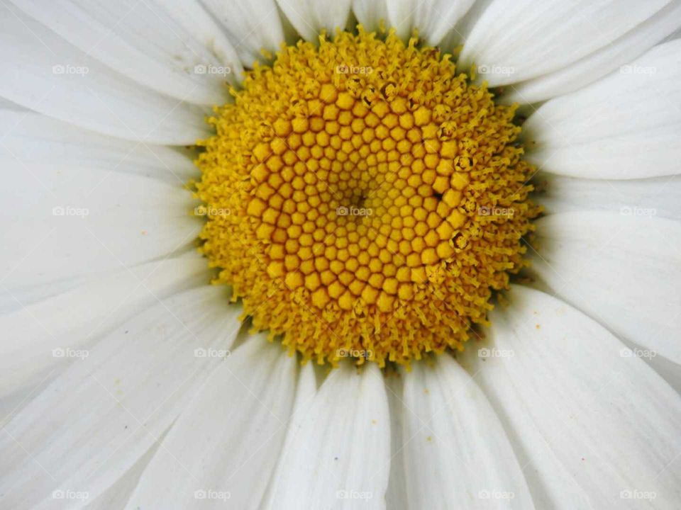 beautiful Pollen