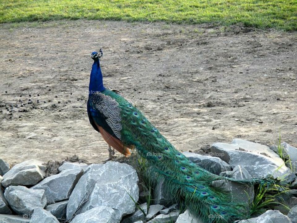 peacock