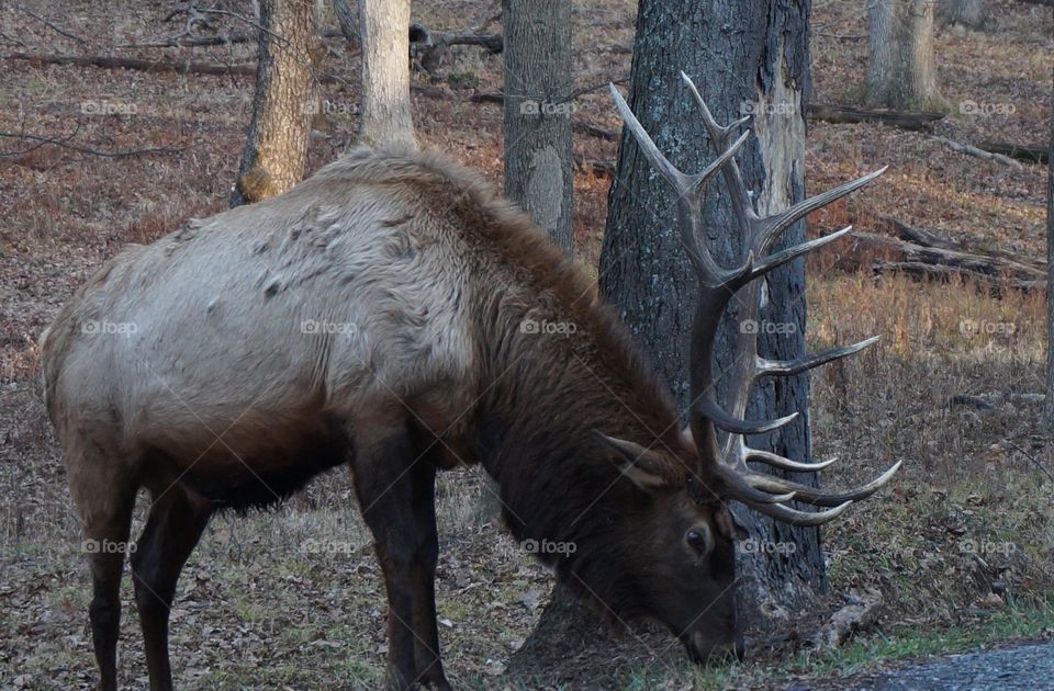 Profile of elk with large rack
