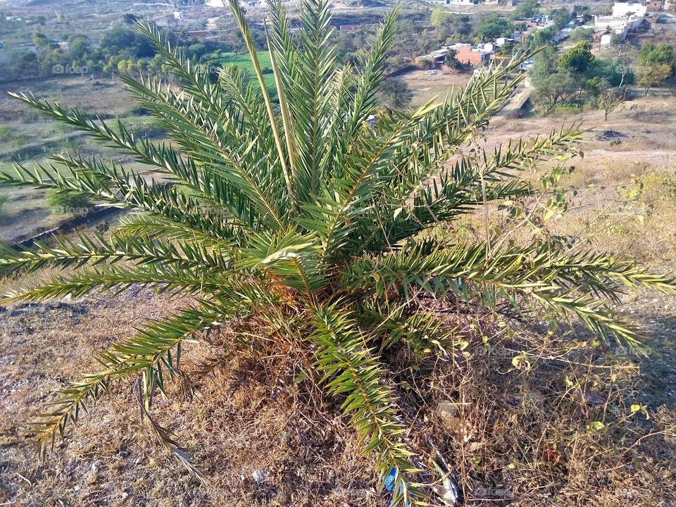 palm tree is top of the mountain.
is looking so nice.
