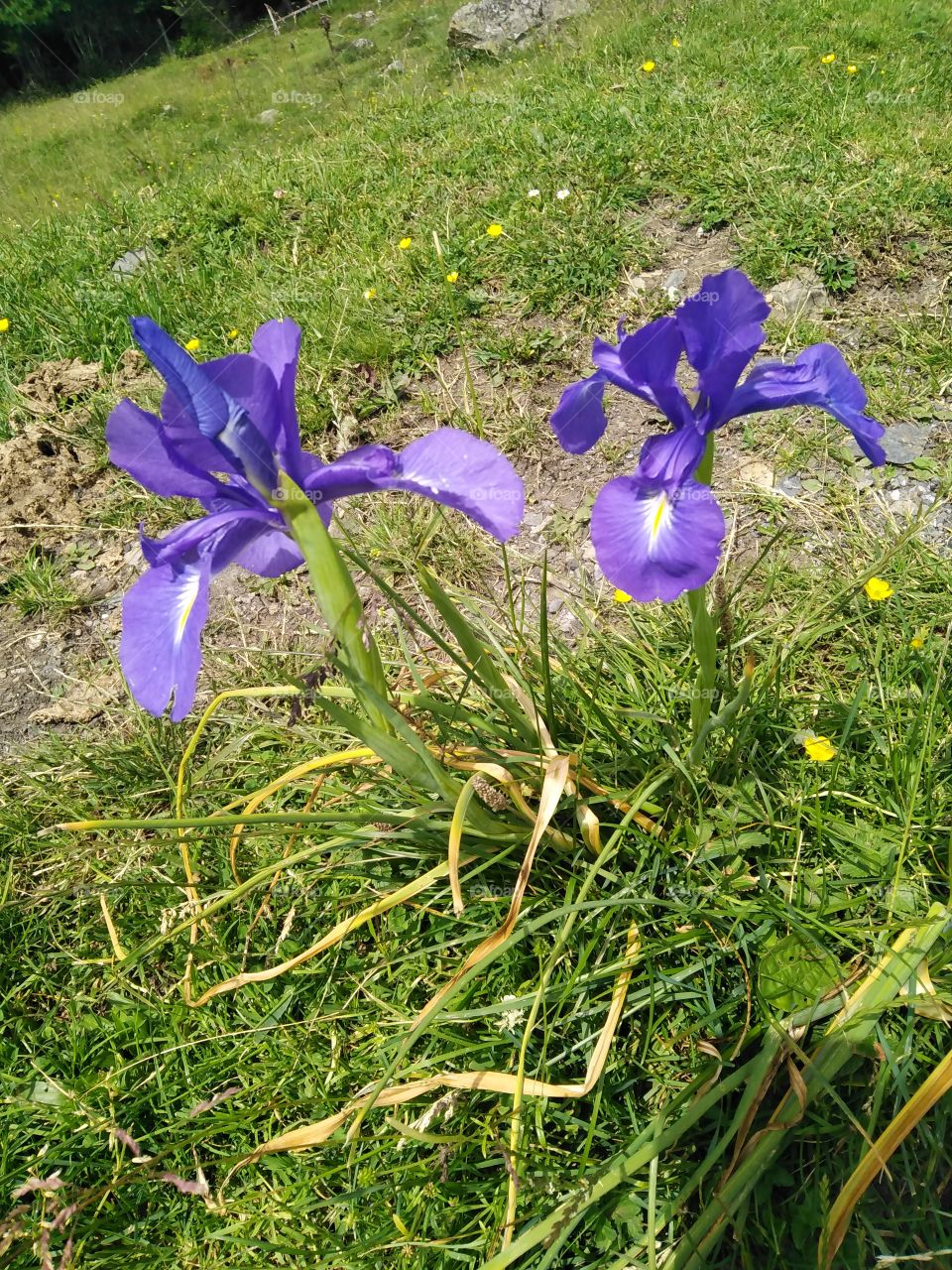 Iris sauvage des Pyrenees