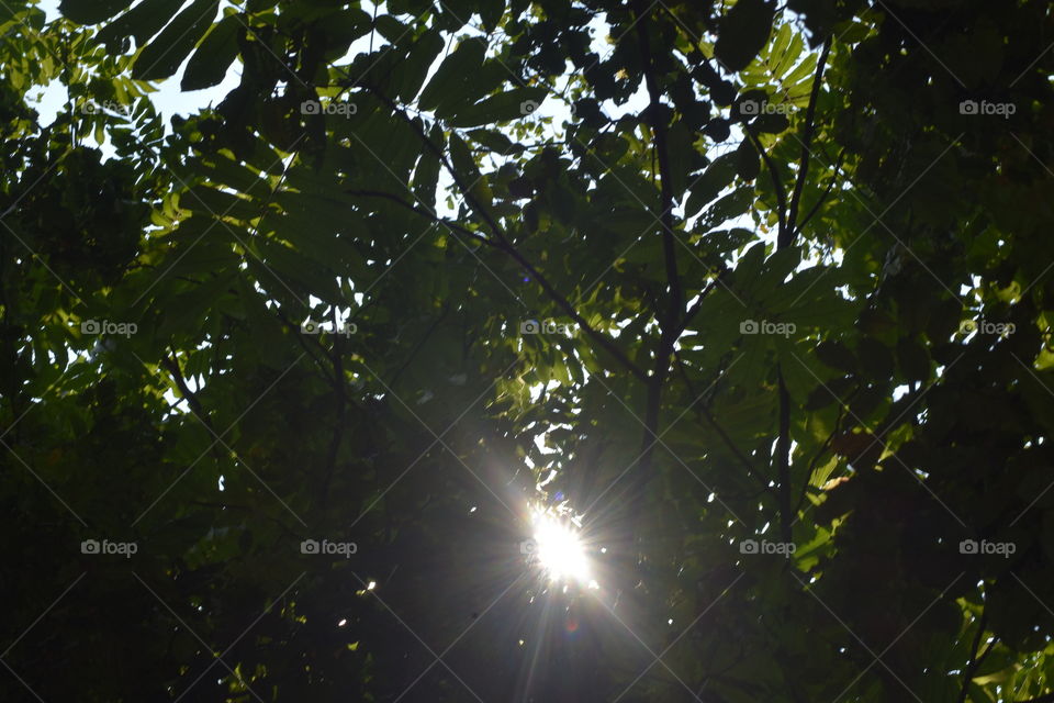 Sunshine through the leaves