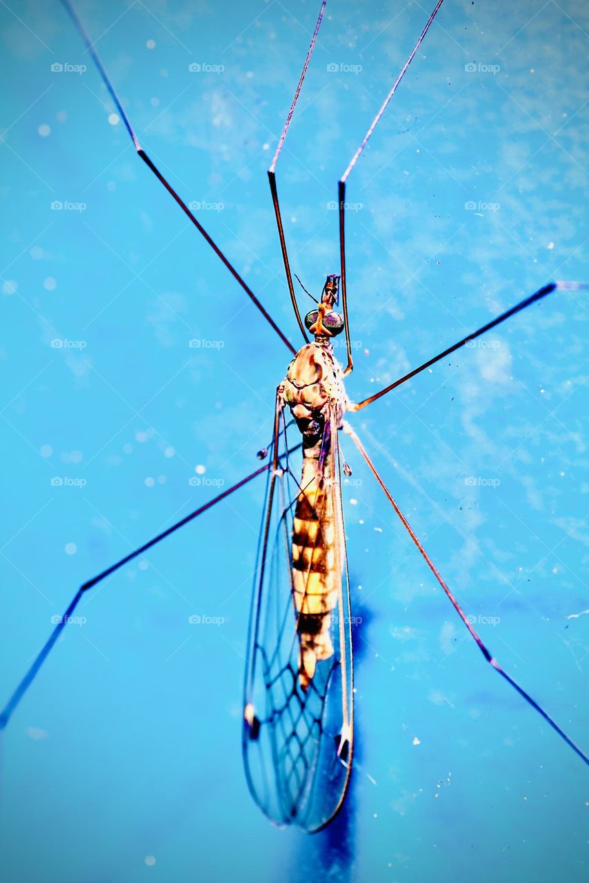 Bugs, insects and more 