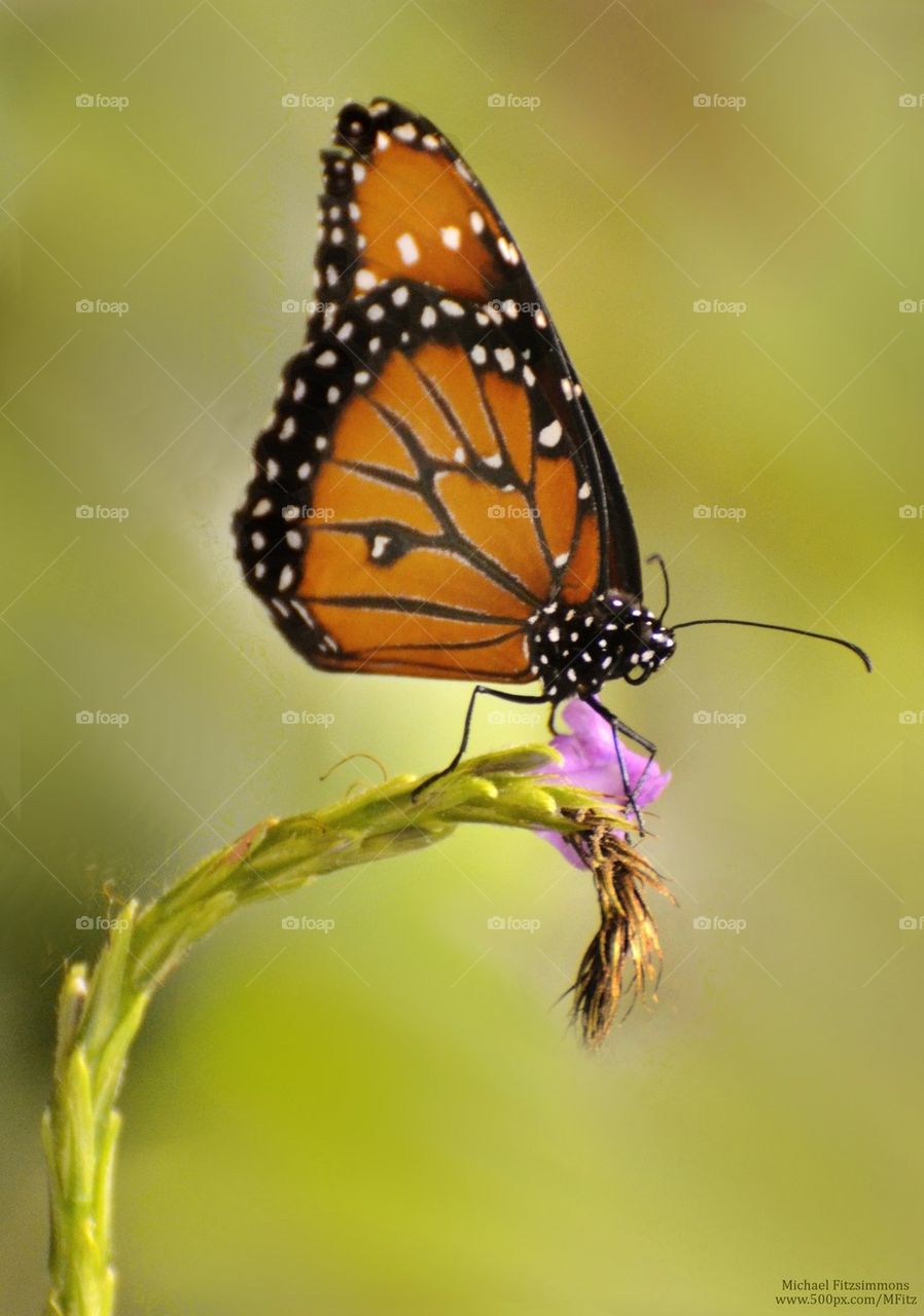 Monarch Butterfly