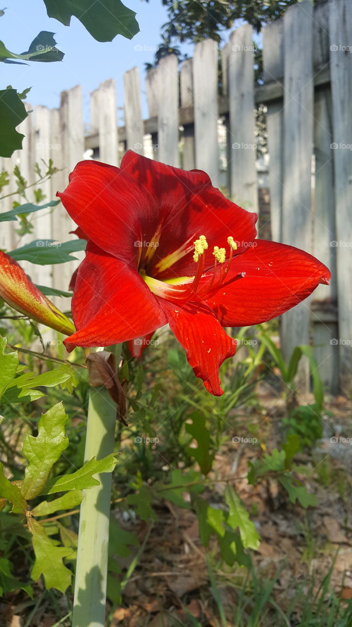 Very Red Lily