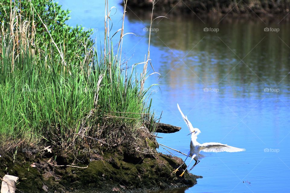 A snowy white Egret swoops down in mid flight in wetland marsh with hopes of a potential catch and meal.