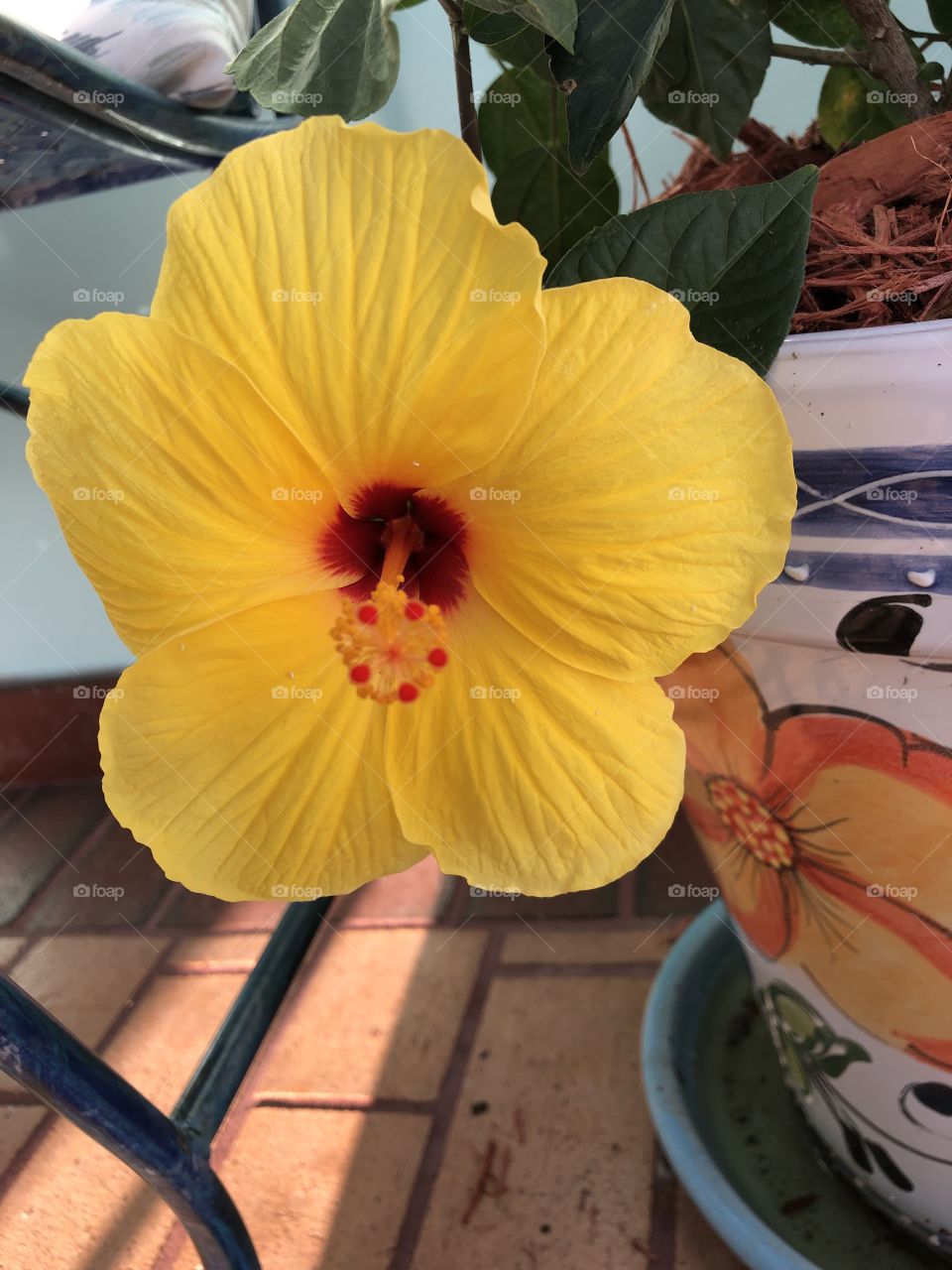 Yellow Hibiscus 