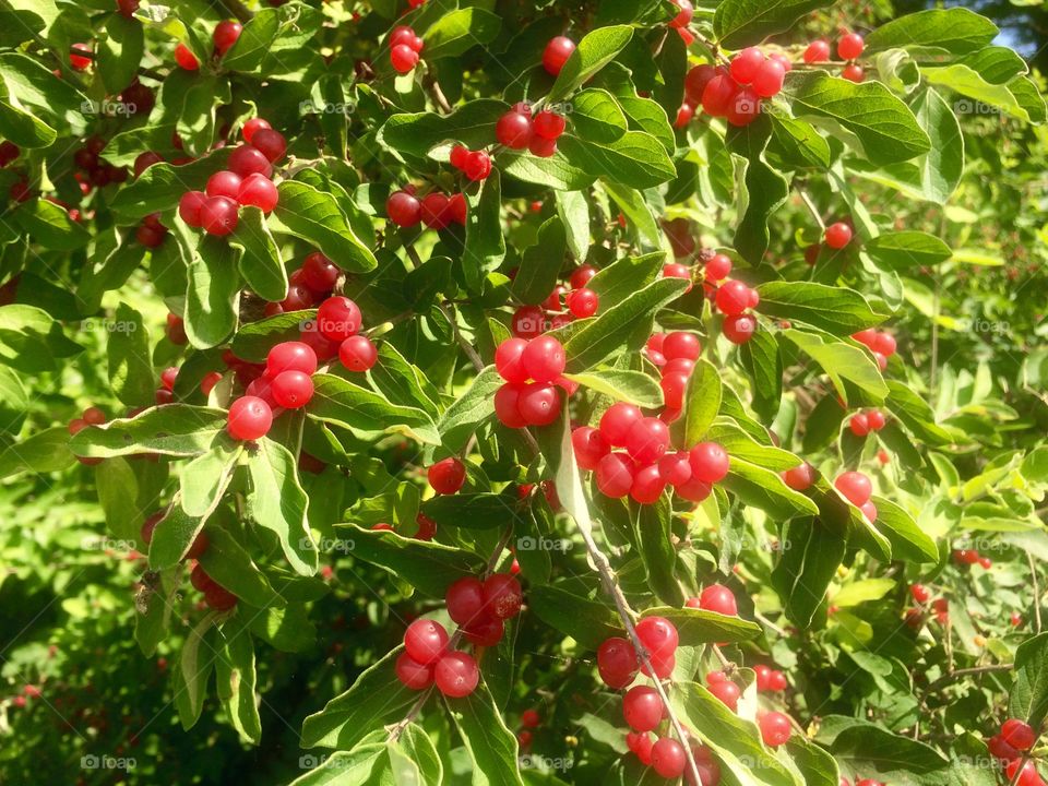 Wild Berries. Summer Nature Walk in Maine--bush with wild berries. 