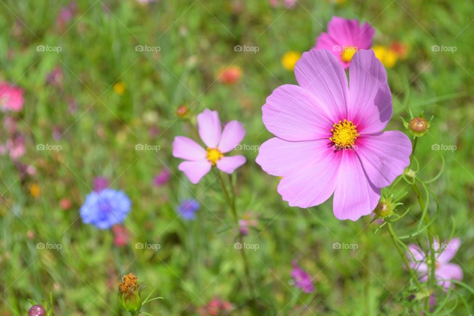 Beautiful wild flowers in meadow